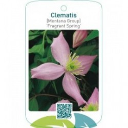 Clematis [Montana Group] ‘Fragrant Spring’