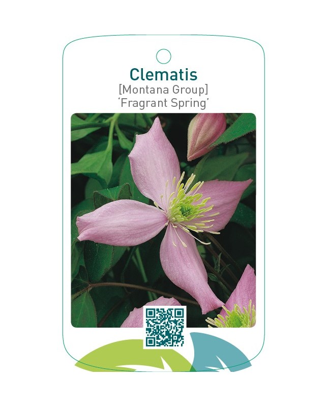 Clematis [Montana Group] ‘Fragrant Spring’