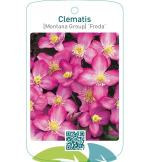 Clematis [Montana Group] ‘Freda’