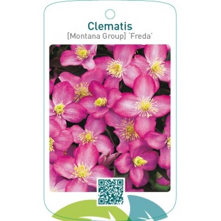Clematis [Montana Group] ‘Freda’