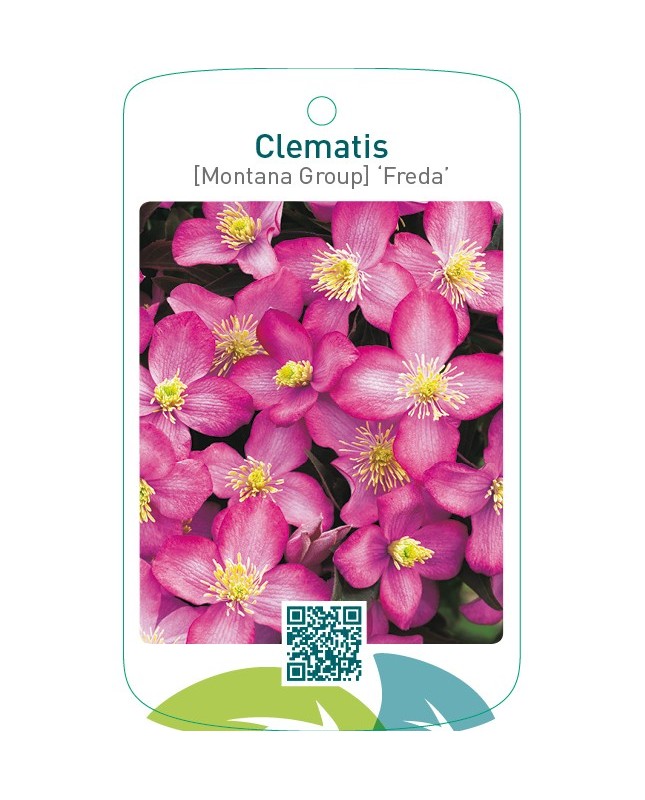 Clematis [Montana Group] ‘Freda’