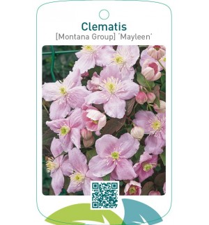 Clematis [Montana Group] ‘Mayleen’
