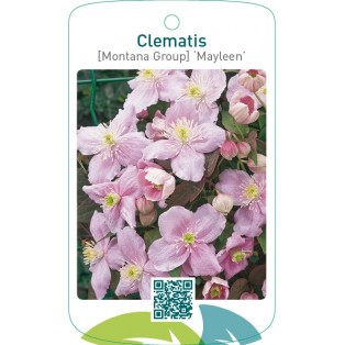 Clematis [Montana Group] ‘Mayleen’