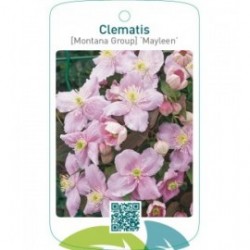 Clematis [Montana Group] ‘Mayleen’