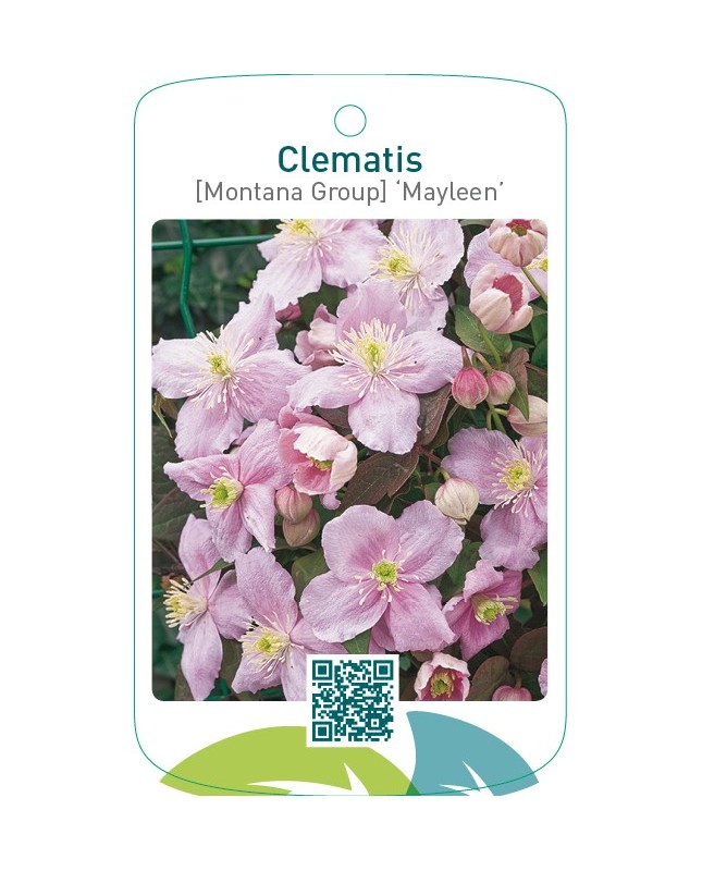 Clematis [Montana Group] ‘Mayleen’