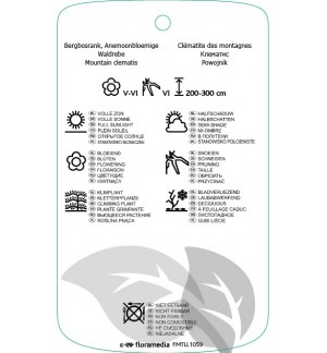 Etichette di Clematis [Montana Group] ‘Mayleen’ *