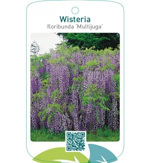 Wisteria floribunda ‘Multijuga’