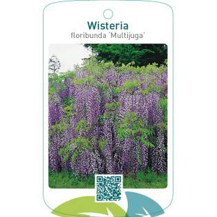 Wisteria floribunda ‘Multijuga’