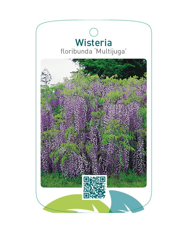 Wisteria floribunda ‘Multijuga’