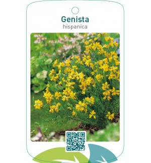 Genista hispanica