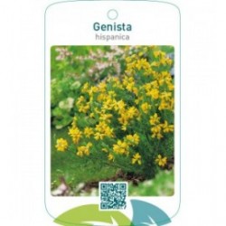 Genista hispanica