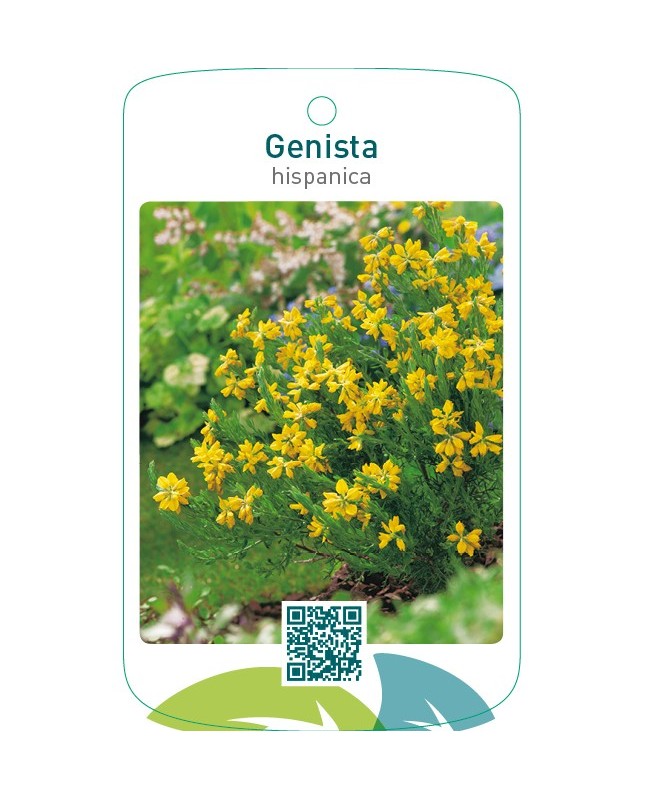 Genista hispanica
