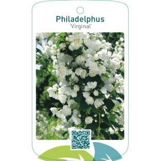 Philadelphus ‘Virginal’