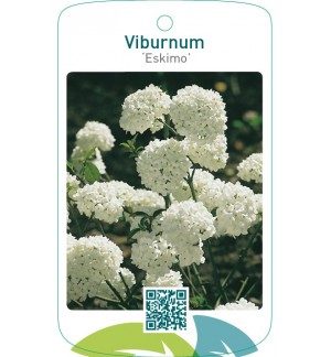 Viburnum ‘Eskimo’