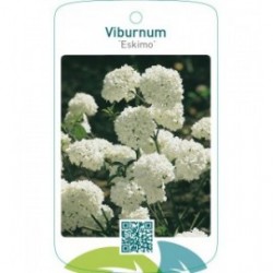 Viburnum ‘Eskimo’