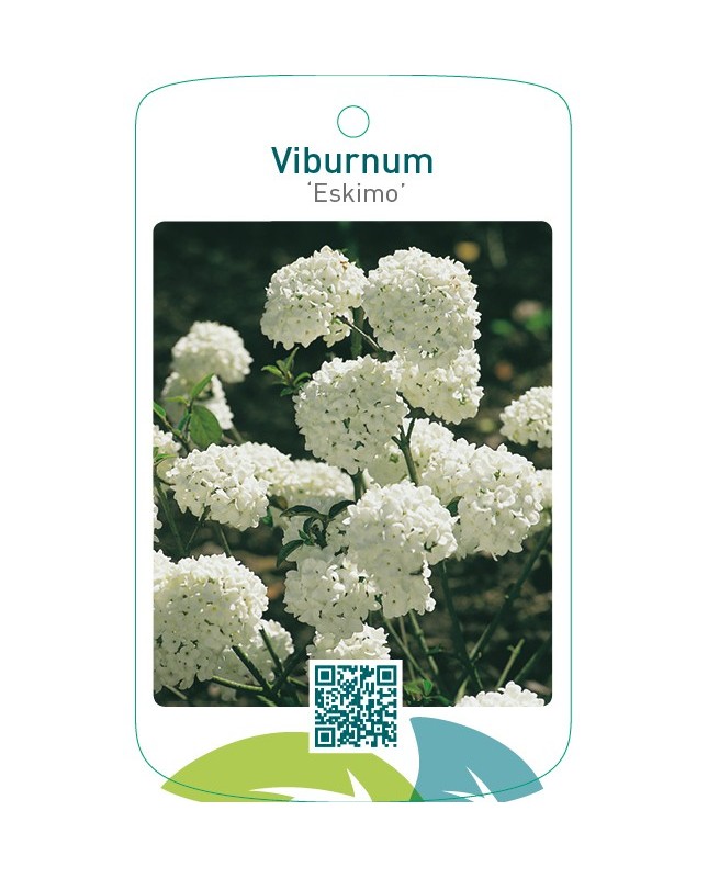 Viburnum ‘Eskimo’