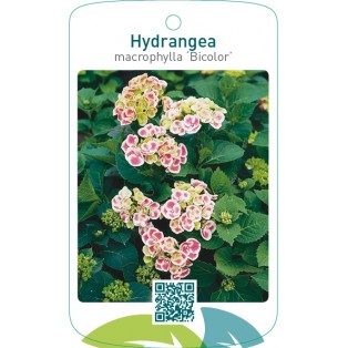 Hydrangea macrophylla ‘Bicolor’
