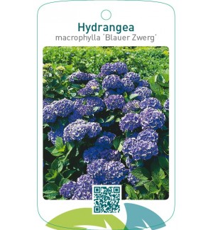 Hydrangea macrophylla ‘Blauer Zwerg’