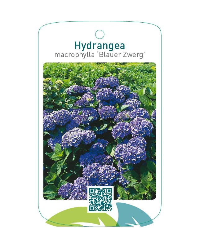 Hydrangea macrophylla ‘Blauer Zwerg’