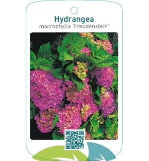 Hydrangea macrophylla ‘Freudenstein’