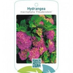 Hydrangea macrophylla ‘Freudenstein’