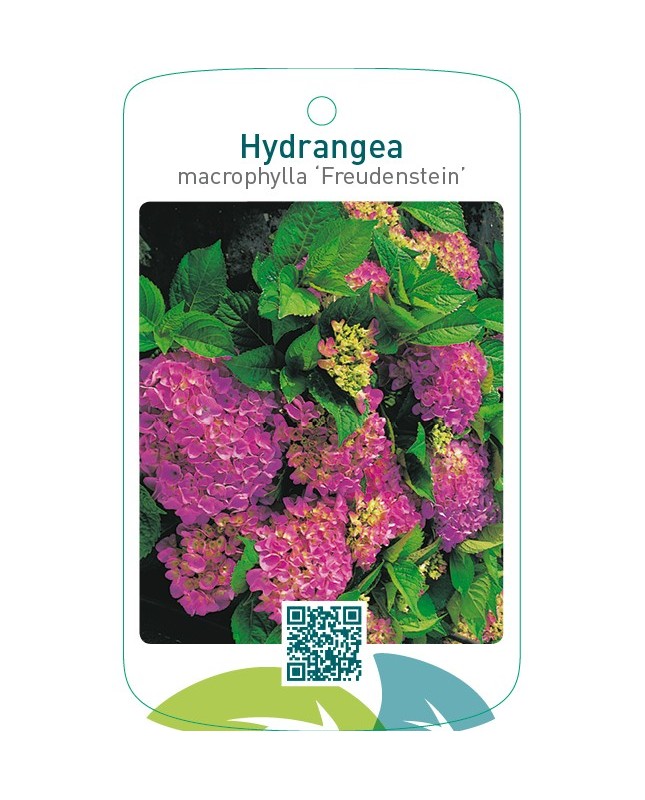 Hydrangea macrophylla ‘Freudenstein’