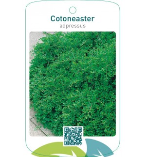 Cotoneaster adpressus