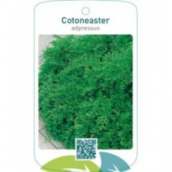Cotoneaster adpressus