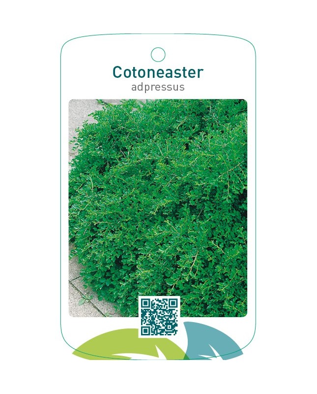 Cotoneaster adpressus