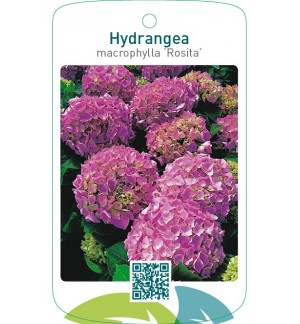 Hydrangea macrophylla ‘Rosita’