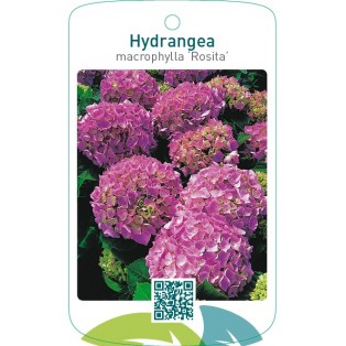 Hydrangea macrophylla ‘Rosita’