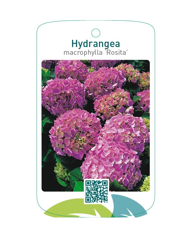 Hydrangea macrophylla ‘Rosita’