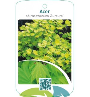 Acer shirasawanum ‘Aureum’