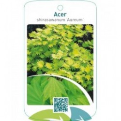 Acer shirasawanum ‘Aureum’