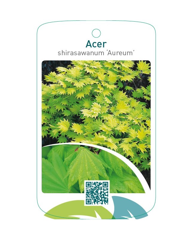 Acer shirasawanum ‘Aureum’