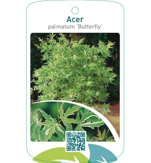 Acer palmatum ‘Butterfly’