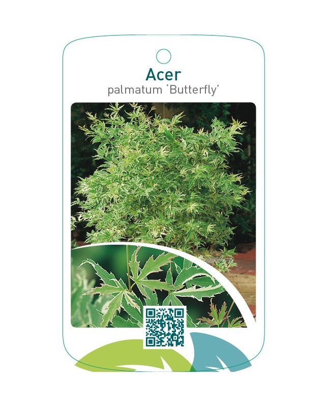 Acer palmatum ‘Butterfly’