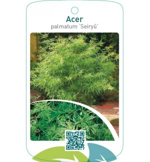 Acer palmatum ‘Seiryu’