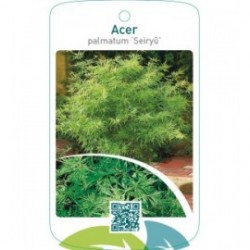 Acer palmatum ‘Seiryu’
