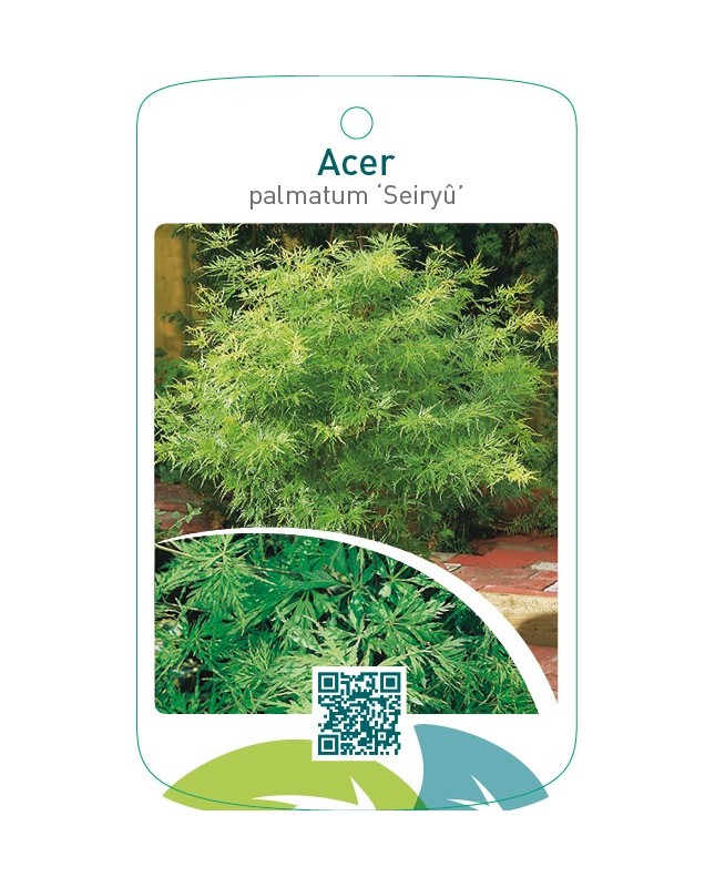 Acer palmatum ‘Seiryu’