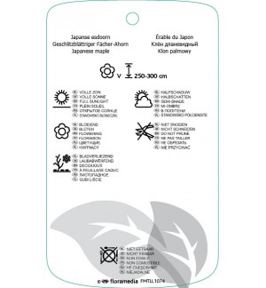 Etichette di Acer palmatum ‘Seiryu’ *