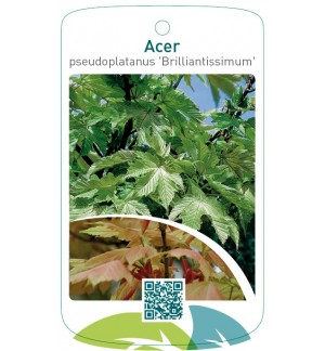 Acer pseudoplatanus ‘Brilliantissimum’
