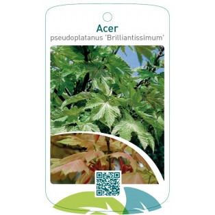 Acer pseudoplatanus ‘Brilliantissimum’