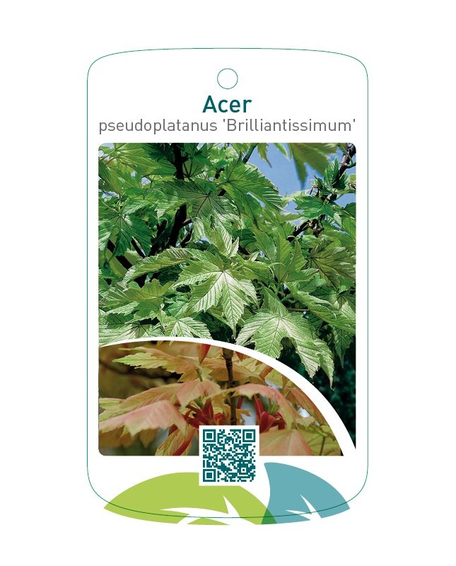 Acer pseudoplatanus ‘Brilliantissimum’