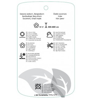 Etichette di Acer pseudoplatanus ‘Brilliantissimum’ *