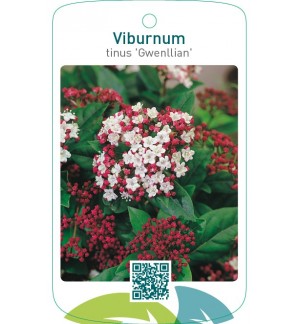 Viburnum tinus ‘Gwenllian’