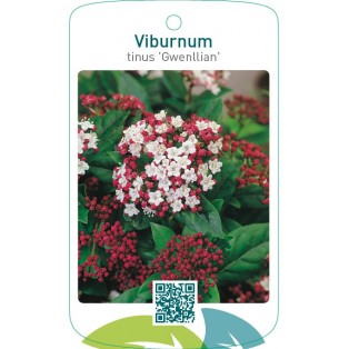 Viburnum tinus ‘Gwenllian’