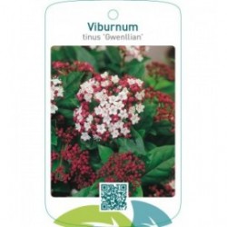 Viburnum tinus ‘Gwenllian’