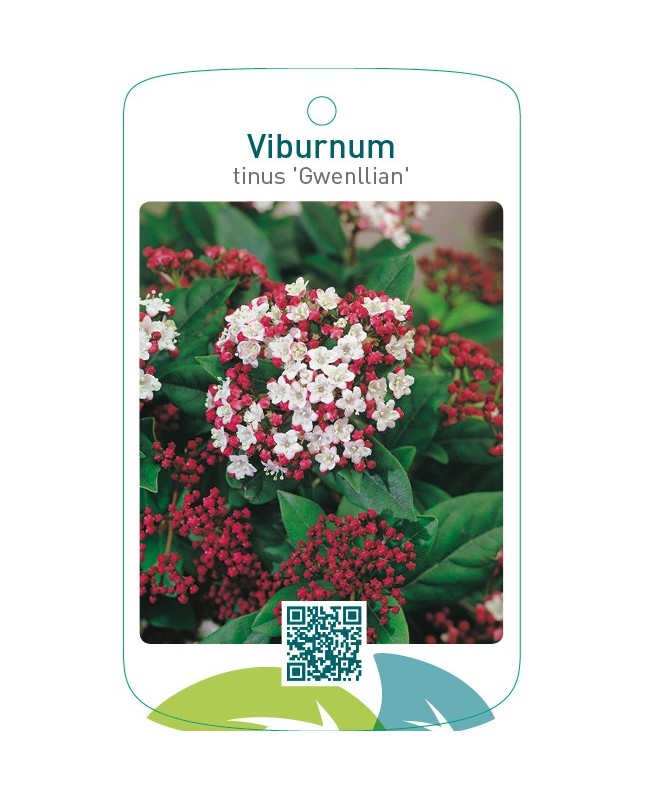 Viburnum tinus ‘Gwenllian’