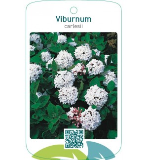 Viburnum carlesii